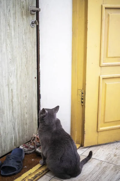 blue American Burmese cat asks to go outside sitting near the front door