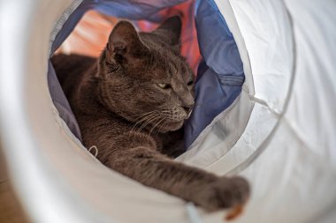 Kedi tünelinde oynayan sevimli mavi Amerikan Burma kedisi.