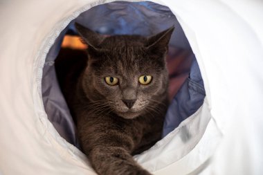 Kedi tünelinde oynayan sevimli mavi Amerikan Burma kedisi.