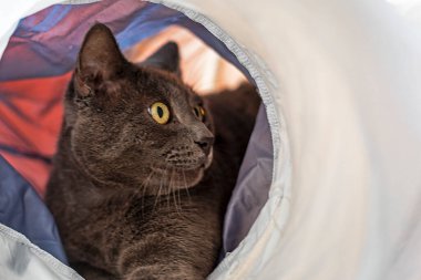 Kedi tünelinde oynayan sevimli mavi Amerikan Burma kedisi.