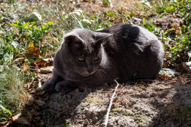 Amerikan Birmanya soyunun sevimli mavi kedisi bahçedeki dal üzerinde kuru bir yaprak ile izliyor.