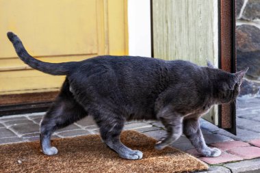 Şirin mavi Amerikan Birman kedisi bahçede yürüyor. Evcil hayvanlara bakmak.