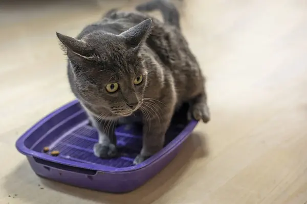 cute blue American Burmese cat goes to the toilet on the tray