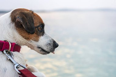 Jack Russell Terrier 'ın namlu ağzı sakin bir denizin arka planına karşı. Bir evcil hayvanla seyahat
