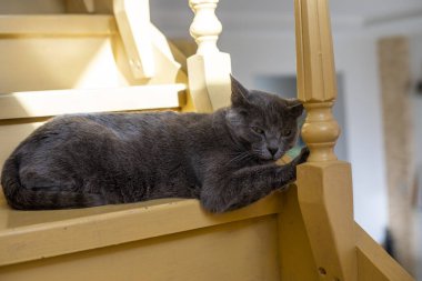 Şirin Amerikan Birman kedisi ahşap bir merdivende oturuyor.