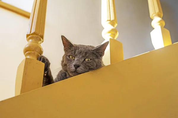 cute American Burmese cat sits on a wooden painted staircase