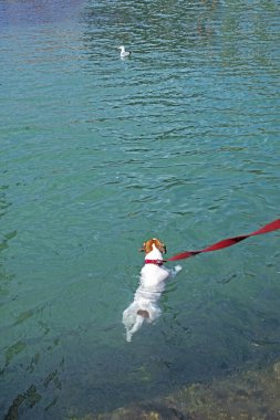 Jack Russell Terrier Venedik kanallarında bir martının peşinden yüzer. evcil hayvanlarla seyahat