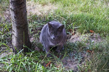 Mavi Amerikan Birman kedisi bir ağacın altına sıçıyor.