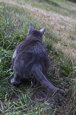 Mavi Amerikan Birman kedisi bir ağacın altına sıçıyor.