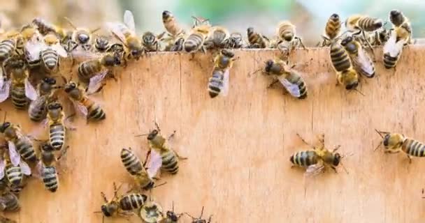 Chov Ošetření Včelami Pro Zdraví Léčba Různých Chorob Včelím Bodnutím — Stock video