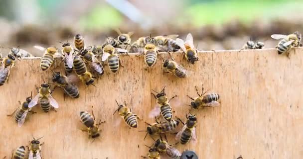 Rodzina Robotników Zbiera Miód Tylnej Strony Ulicy Pszczelarstwo Hodowla — Wideo stockowe