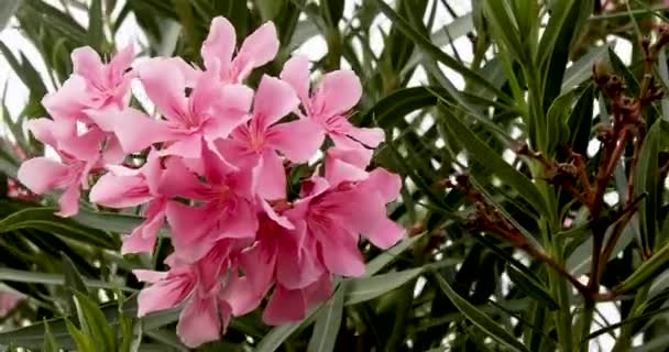 Różowy Kwitnące Oliandy Zbliżenie Pochmurny Dzień Ogród — Wideo stockowe