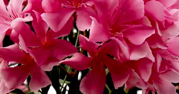 Közelkép Rózsaszín Virágzó Oliandákról Közelkép Egy Felhős Napon Kert — Stock videók