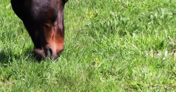 中午时分 一只正在吃草的棕色种马的特写 马术运动 — 图库视频影像