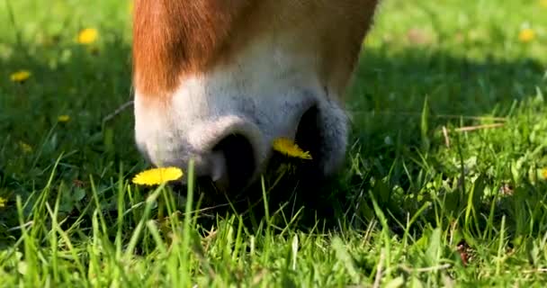 在草地上吃蒲公英的马脸的特写 农场动物 — 图库视频影像