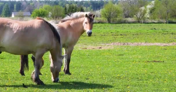 正午に春の牧草地に恋する馬のペア — ストック動画