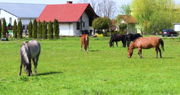 Pferde Grasen Mittags Auf Einer Löwenzahnwiese Landwirtschaft — Stockvideo