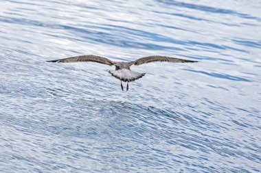 martı fırtınadan önce deniz boyunca uçar.