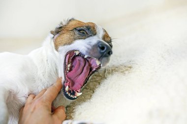Şirin köpek Jack Russell Terrier odada halıya uzanmış esniyor.