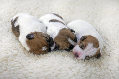Yeni doğmuş Jack Russell Teriyer köpekleri hafif bir halıda