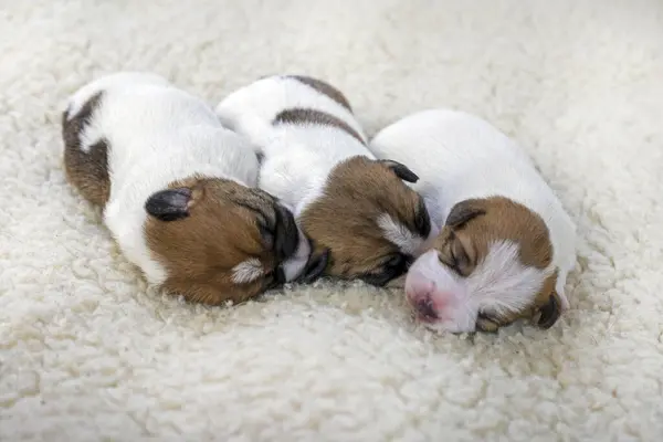 Yeni doğmuş Jack Russell Teriyer köpekleri hafif bir halıda