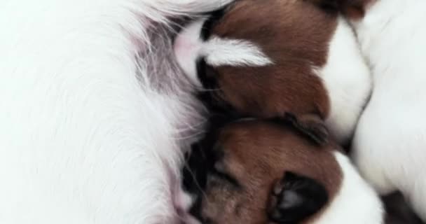 新出生的杰克罗素小狗从它们的母亲那里喝牛奶 — 图库视频影像