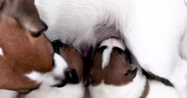 新出生的杰克罗素Terrier小狗正在寻找他们母亲的乳头来吃 — 图库视频影像
