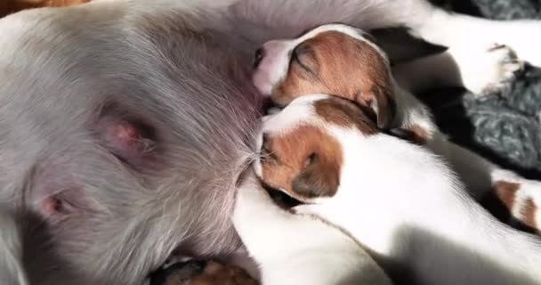 Nowonarodzony Szczeniak Jack Russell Terrier Szuka Sutka Swojej Matki — Wideo stockowe
