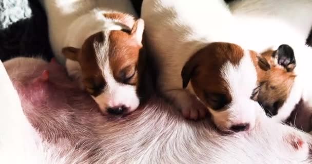 新出生的杰克罗素Terrier小狗湿透了他们母亲的乳头 — 图库视频影像