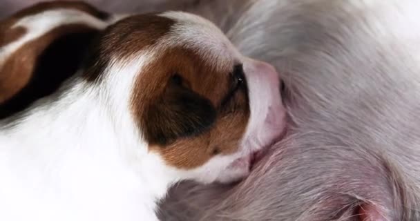 生まれたばかりのジャック ラッセル テリアの子犬が母親の乳首を洗う — ストック動画