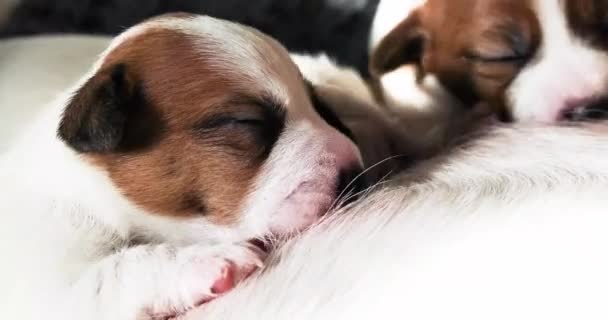 新出生的杰克罗素特里耶爱抚着他母亲的小狗 — 图库视频影像