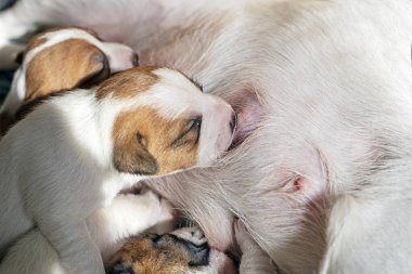 Kör, sevimli, yeni doğmuş Jack Russell Terrier yavrusu annesinin meme ucunu ıslatıyor.