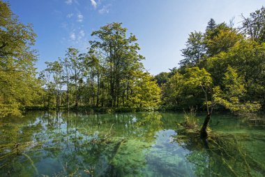 Sonbaharda bulutlu bir günde Plitvice gölünde kireçtaşı tabanı. Avrupa 'yı dolaşmak