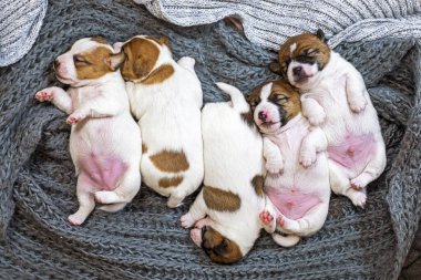 Şirin Jack Russell Terrier yavruları örgü örülmüş bir halıda uyur, birbirlerine sokulurlar. Yavru köpeklere bakmak ve onları emzirmek.