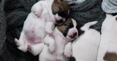 Güzel Jack Russell Terrier yavruları birbirlerine sarılıp uyurlar. Yavru köpeklere bakmak ve onları emzirmek.