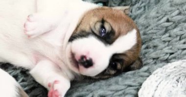 Güzel Jack Russell Terrier köpeği uyandı ve uyumaya devam etti. Yavrulara bakmak ve köpekleri emzirmek..