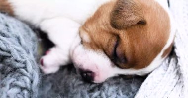 Şirin Jack Russell Terrier köpeği gri bir kazağın üzerinde uyuyor ve rüya görüyor. Yavrulara bakmak ve köpekleri emzirmek.