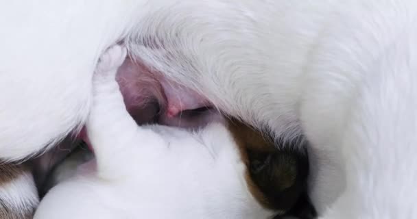 失明的杰克罗素小狗在找妈妈的奶子 照看小狗和哺乳期的狗 母亲节 — 图库视频影像