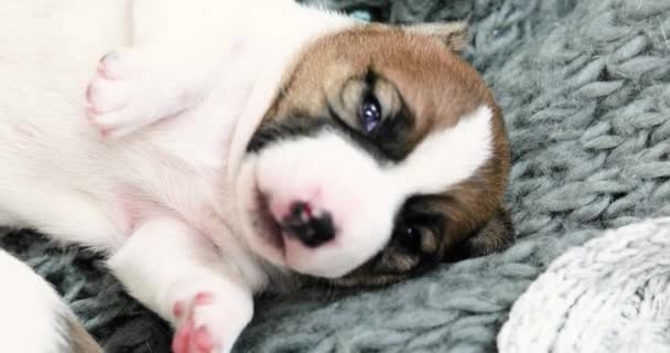 漂亮的杰克罗素泰里尔小狗醒来后又睡着了 照顾幼犬及喂奶狗 — 图库视频影像