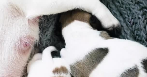 Cute Blind Jack Russell Terrier Puppy Crawls His Mother Mothers — Stock Video
