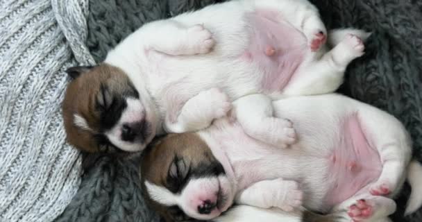 美しいジャック ラッセル テリアの子犬は 背中でお互いに抱き合って寝ています 子犬や看護犬の世話をする — ストック動画