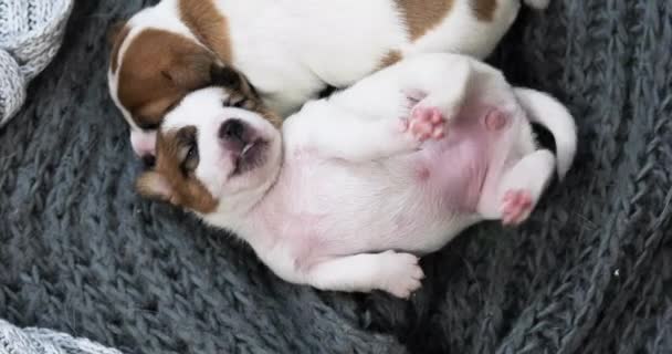 かわいいジャック ラッセル テリアの子犬が背中に横たわって寝ている 子犬や看護犬の世話をする — ストック動画