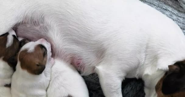 Mulher Jack Russell Terrier Alimenta Seus Filhotes Cuidar Cachorros Cães — Vídeo de Stock