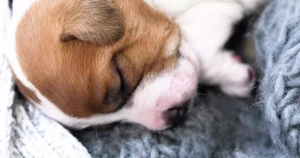 かわいいジャック ラッセル テリアの子犬は灰色のセーターで寝ています 子犬や看護犬の世話をする — ストック動画