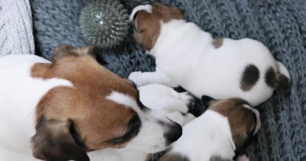 Emale Jack Russell Terrier Lies Her Puppies Caring Puppies Nursing — Stock Video