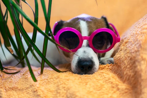 face of a female Jack Russe Terrier in stylish pink sunglasses under a dracaena palm tree on a peach blanket. Vacation with a pet