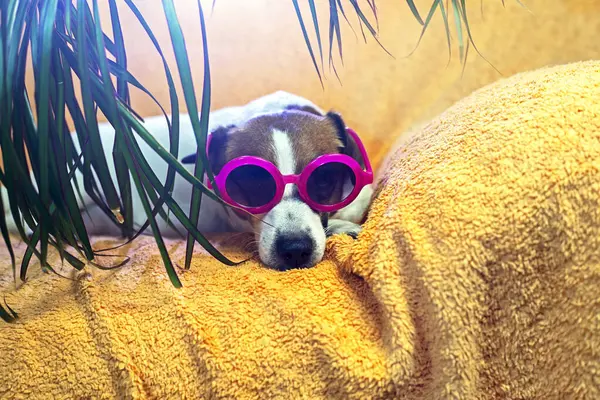 cute Jack Russe Terrier in pink sunglasses under a palm tree on a peach blanket. Vacation with a pet