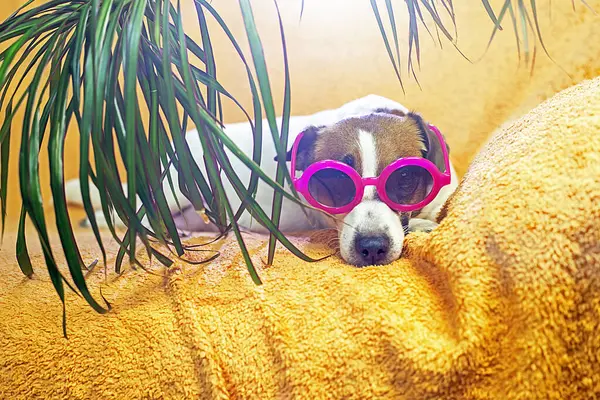 female Jack Russe Terrier in stylish pink sunglasses under a dracaena palm tree on a peach blanket. Vacation with a pet