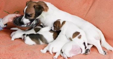 Dişi hemşire Jack Russell Terrier süt arttırmak için bir formül içiyor ve yavrularını besliyor..