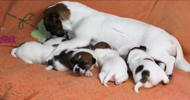 哺乳期女性杰克罗素特里耶躺在她的小狗旁边 护养狗及幼犬的护理及健康 — 图库视频影像